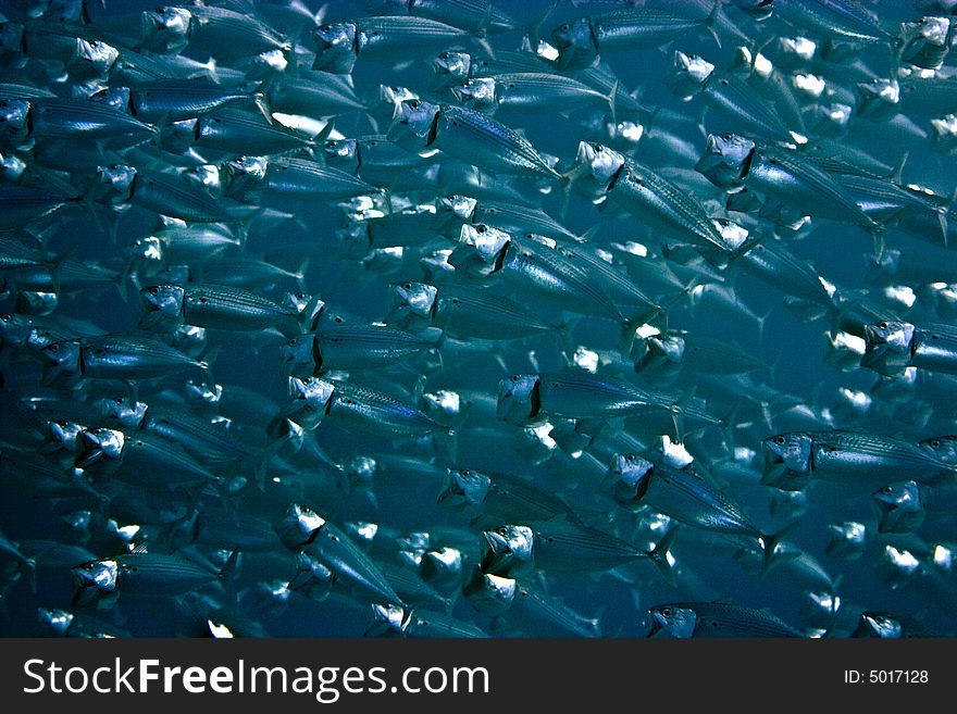 Striped Mackerel (rastrelliger Kanagurta)