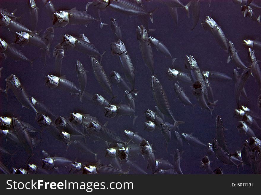 Striped Mackerel (rastrelliger Kanagurta)