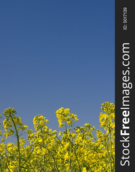 Oilseed rape field during summer with blue sky