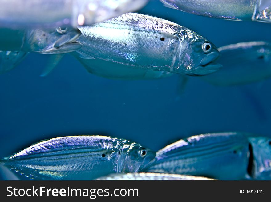 Striped Mackerel (rastrelliger Kanagurta)