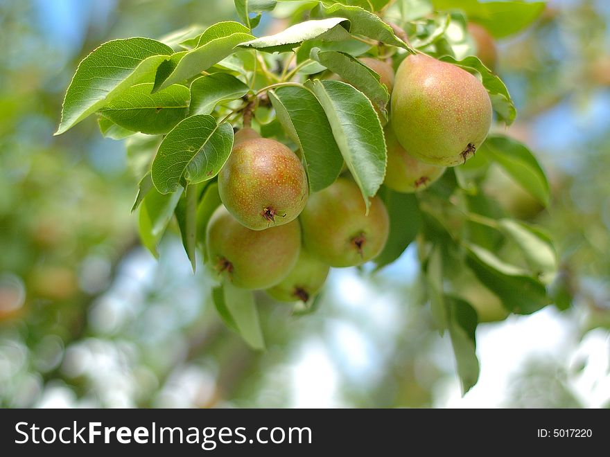 A bunch of fresh tasty pears hanging on a tree in a garden. A bunch of fresh tasty pears hanging on a tree in a garden.