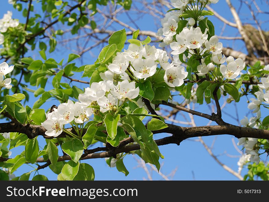 Blossoming white flowers on the tree in spring. Blossoming white flowers on the tree in spring