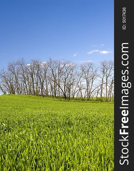 Green Grass And Blue Sky With Tree