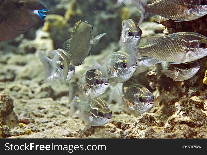 Red sea seabream (diplodus noct)