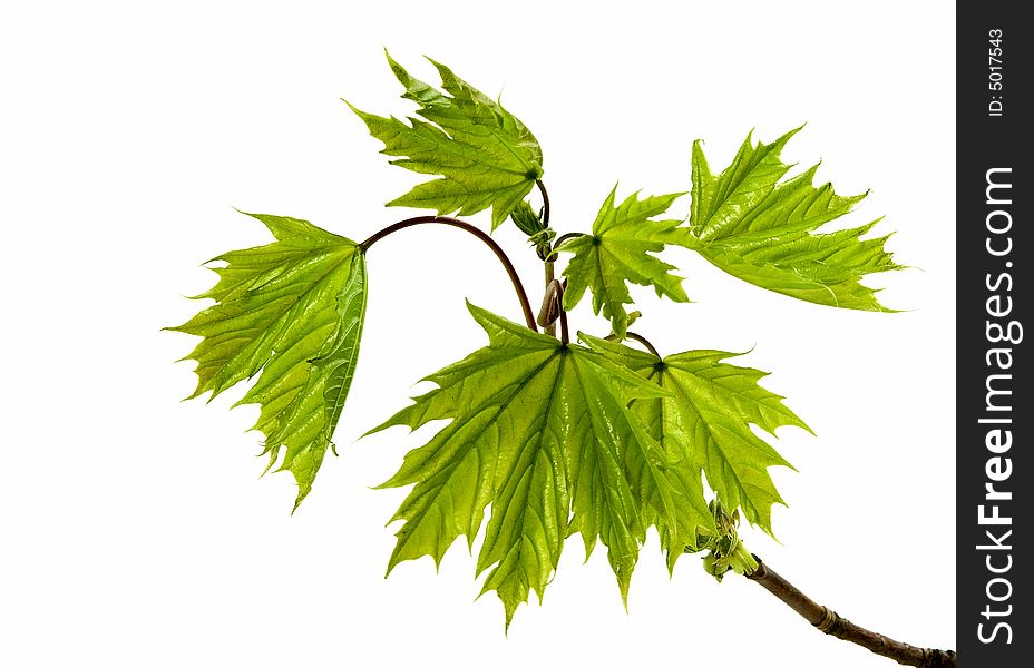 Spring green leaves isolated on white background.