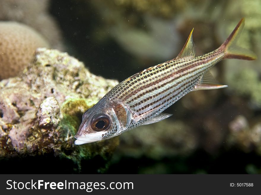 Spotfin squirrelfish (neoniphon sammara) taken in Middle Garden.