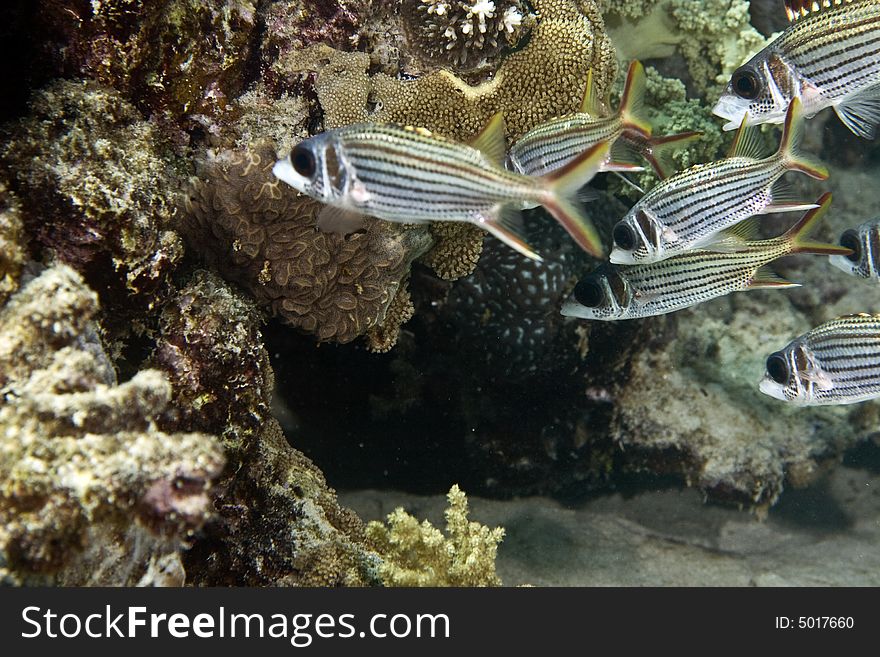 Spotfin squirrelfish (neoniphon sammara)