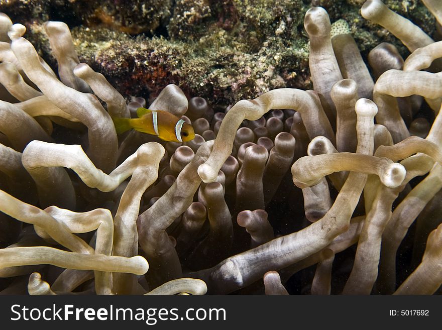 Red sea anemonefish (Amphipiron bicinctus) and bub