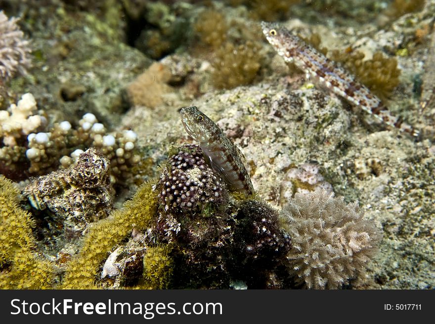 Reef lizardfish (synodus variegatus)