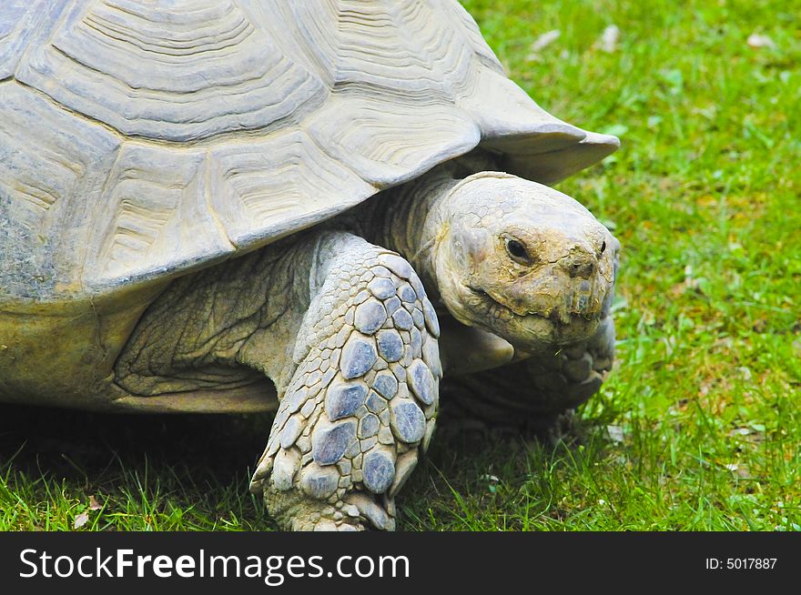 Giant turtle takes a walk on the grass