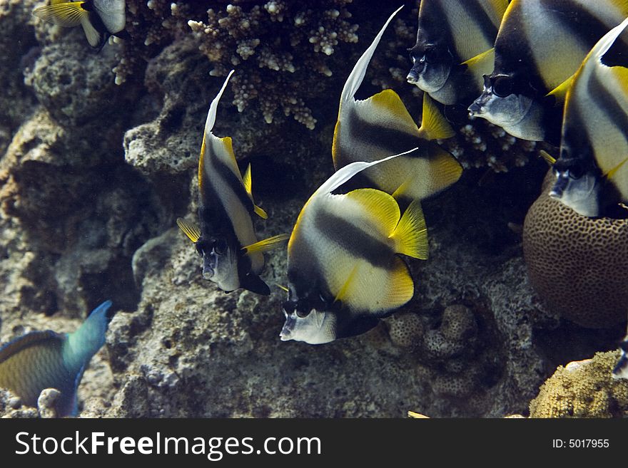 Red sea bannerfish (heniochus intermedius)