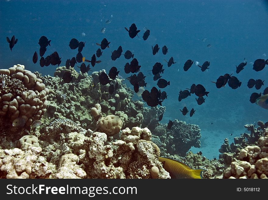 Manyspine Cherubfish (centropyge Multispinis)