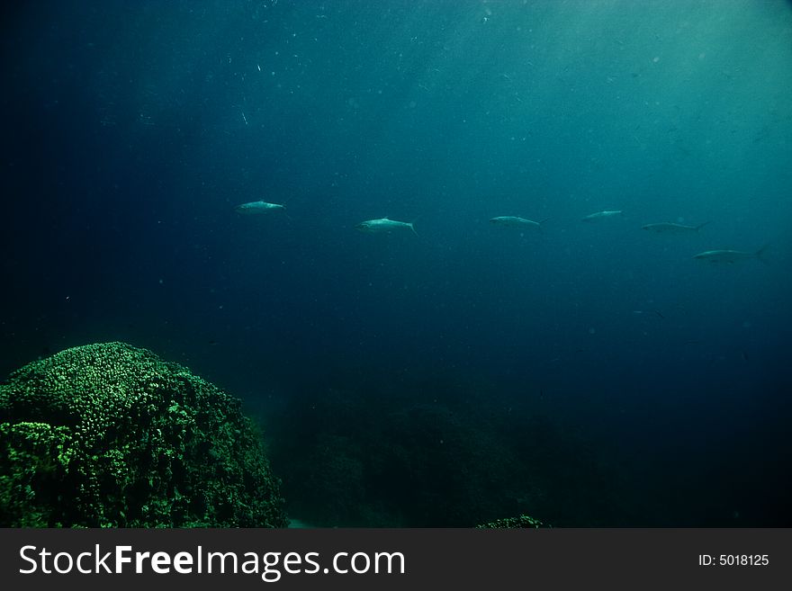 Milkfish (chanos chanos)  taken in Middle Garden.