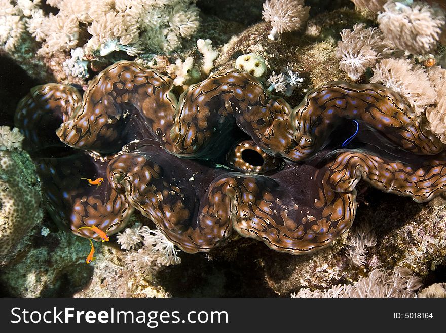 Common giant clam (tridacna maxima)