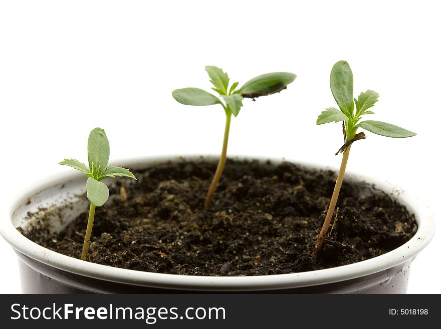 Three seedlings in a pot, isolated on white. Three seedlings in a pot, isolated on white