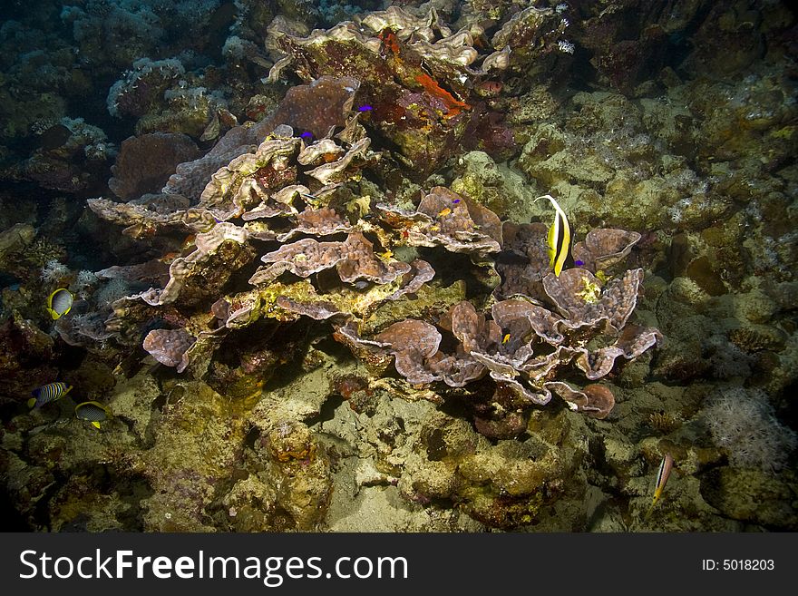 Coral and fish