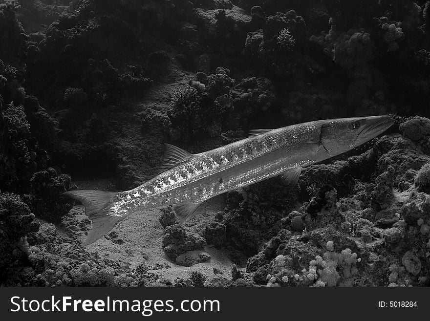 Blackfin barracuda (sphyraena qenie) taken in Middle Garden.