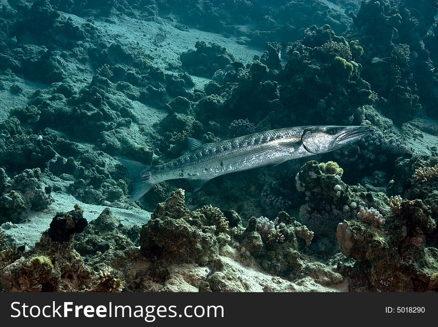 Blackfin Barracuda (sphyraena Qenie)