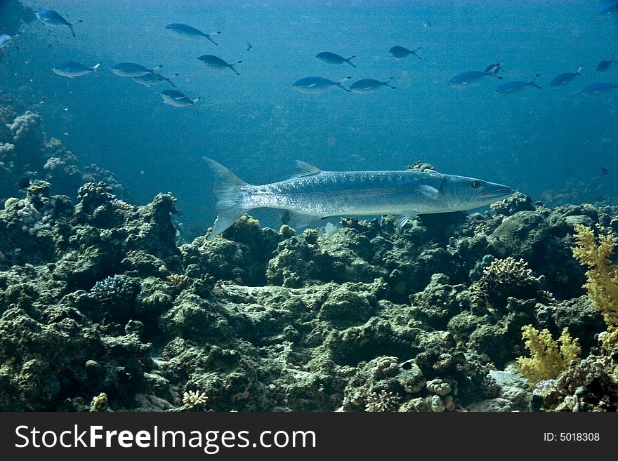 Blackfin barracuda (sphyraena qenie)