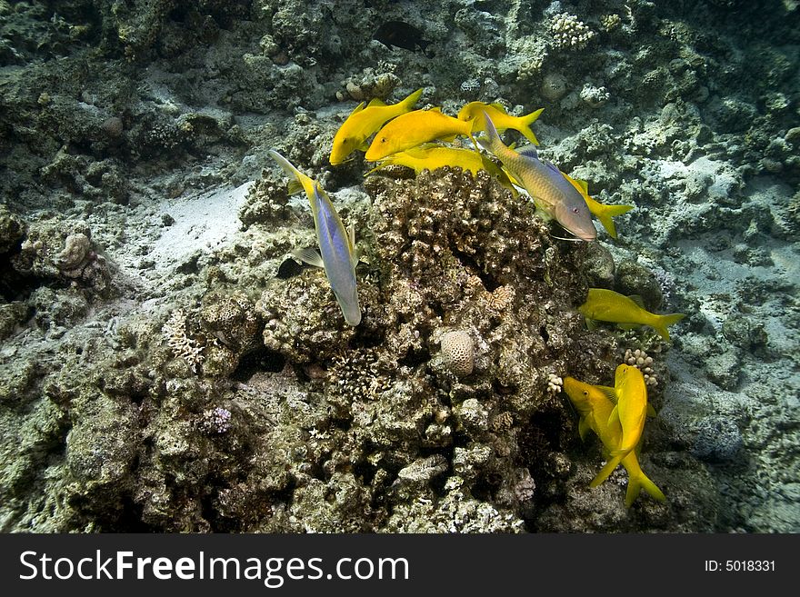 Red Sea Goatfish (parpeneus Forsskali)