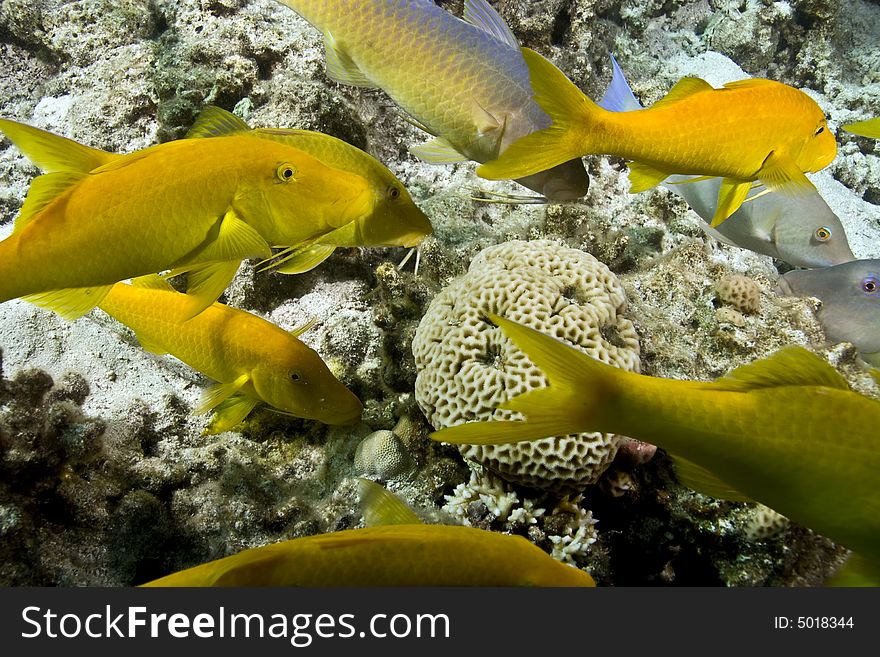 Red sea goatfish (parpeneus forsskali)