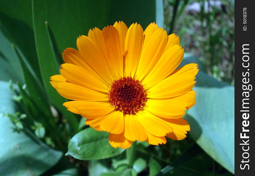 This is the orange flower in the garden