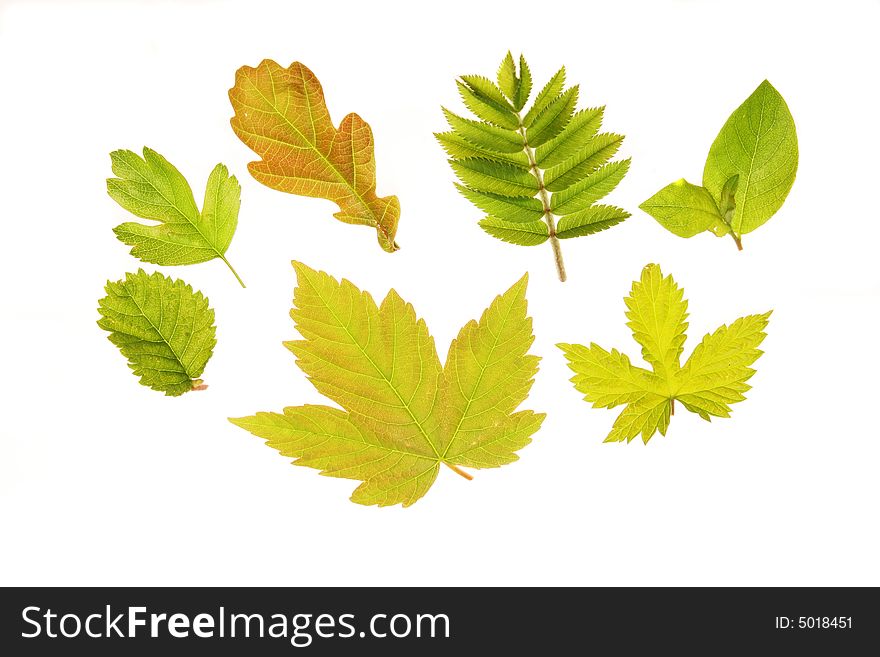 A group of Spring leaves back-lit and isolated on white. A group of Spring leaves back-lit and isolated on white