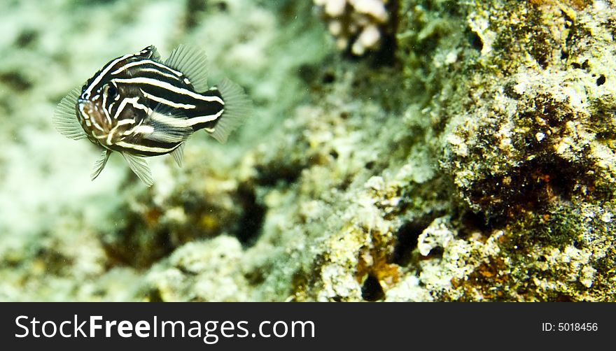 Sixstriped Soapfish (grammistes Sexlineatus)