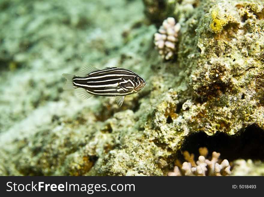 Sixstriped soapfish (grammistes sexlineatus) taken in Middle Garden.