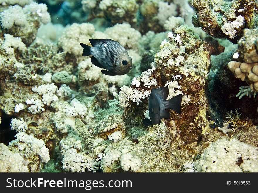 Three-spot Dascyllus (dascyllus Trimaculatus)