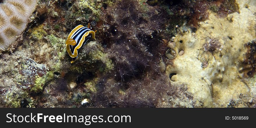 Pyjama Chromodorid (chromodoris Quadricolor)