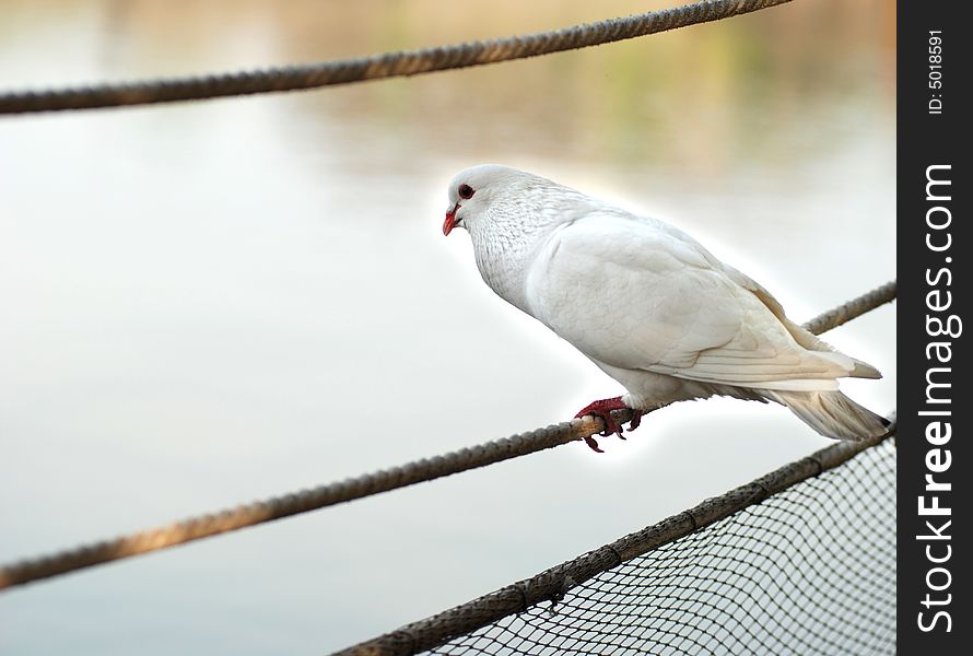 A white pigeon rests on a piece of rope by the lake. A white pigeon rests on a piece of rope by the lake.