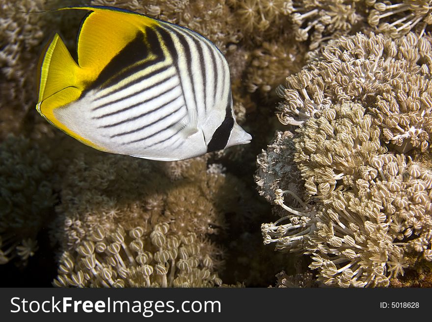 Threadfin Butterflyfish (chaetodon Auriga)