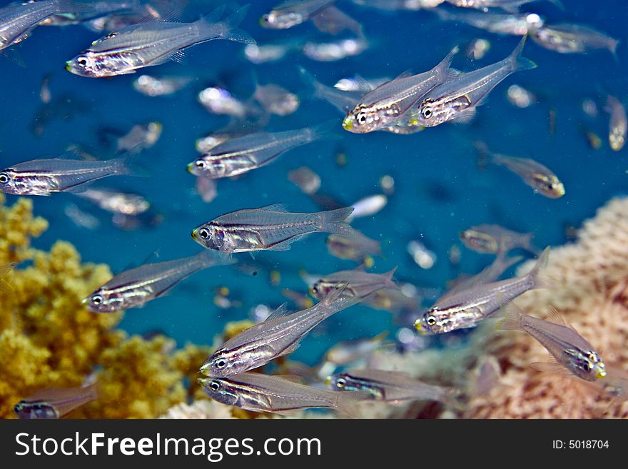 Golden sweepers (parapriacanthus ransonneti)