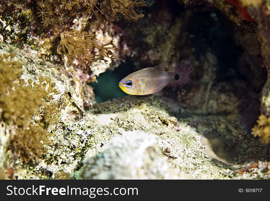 Aqaba cardinalfish (cheilodipterus lachneri) taken in Middle Garden.