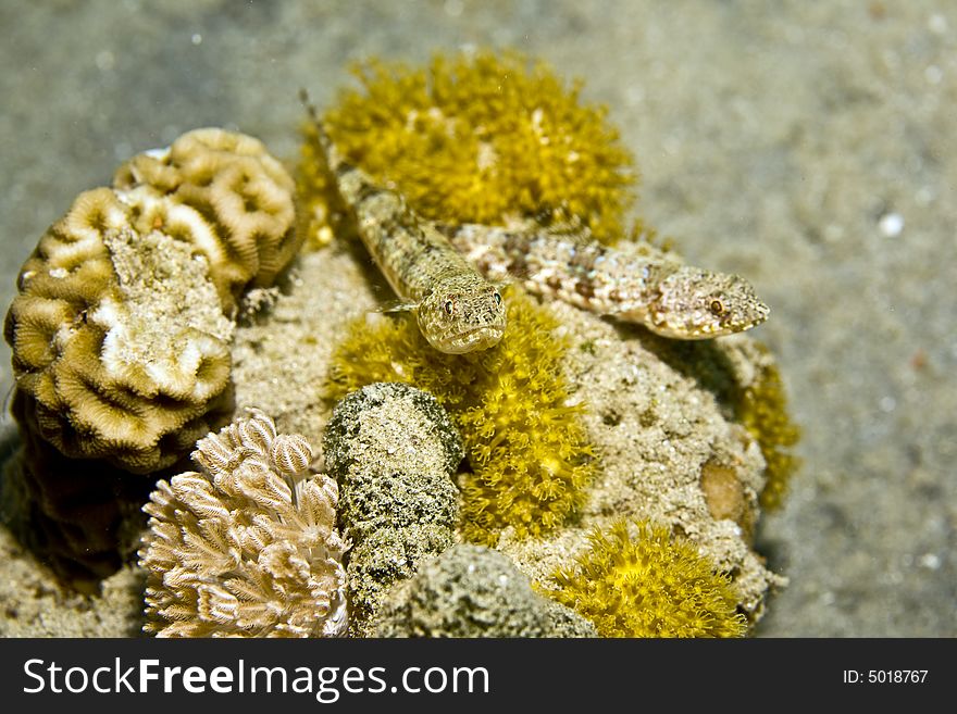 Reef Lizardfish (synodus Variegatus)