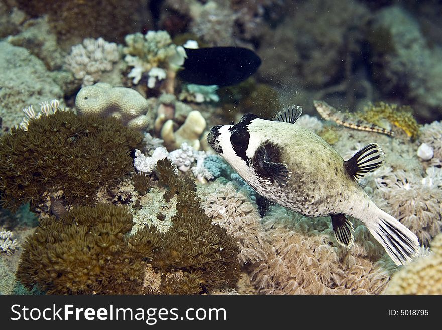 Masked Puffer (arothron Diadematus)