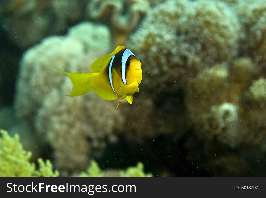 Red sea anemone fish (Amphipiron bicinctus)