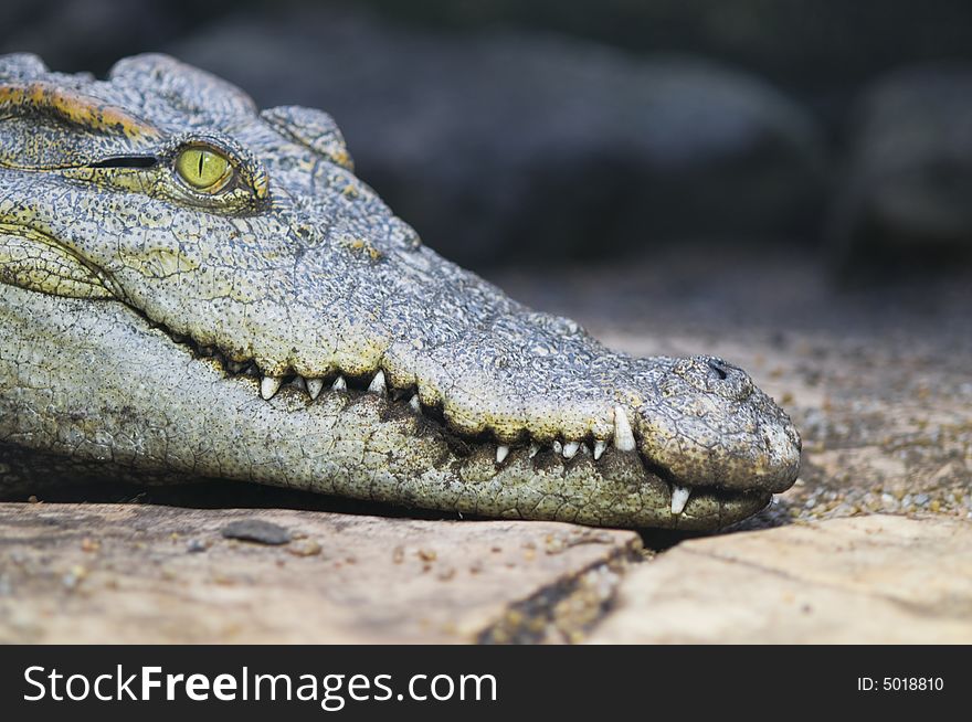 Head of a Crocodile with a big green eye. Head of a Crocodile with a big green eye