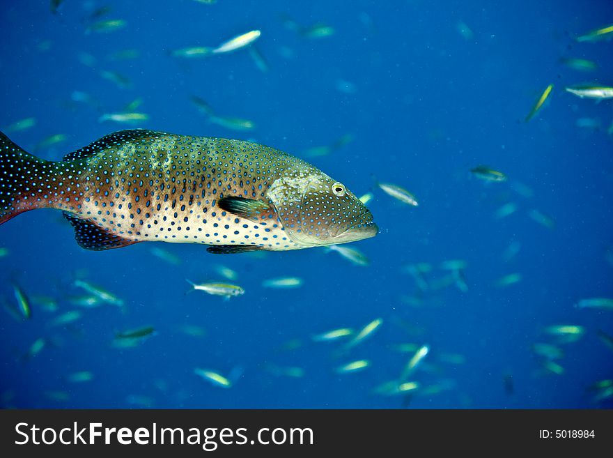 Red Sea Coralgrouper (Plectropomus Pessuliferus)