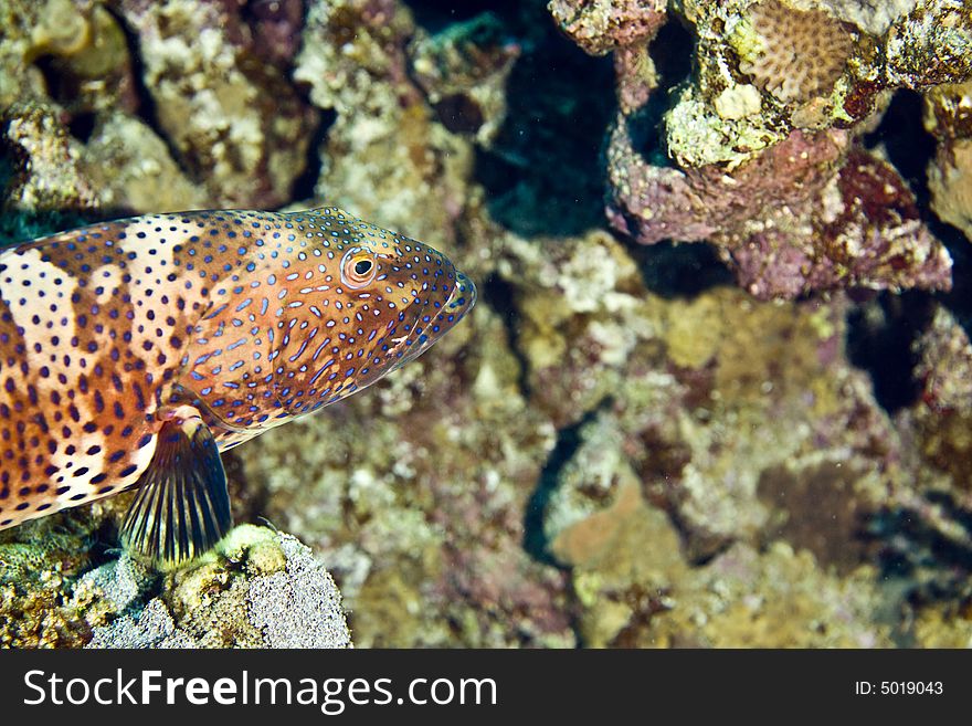 Red sea coralgrouper (Plectropomus  pessuliferus) taken in Middle Garden. Red sea coralgrouper (Plectropomus  pessuliferus) taken in Middle Garden.