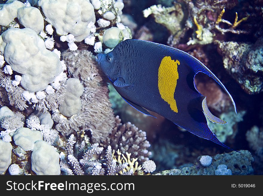 Red sea angelfish (Pomacanthus maculosus) taken in Middle Garden.