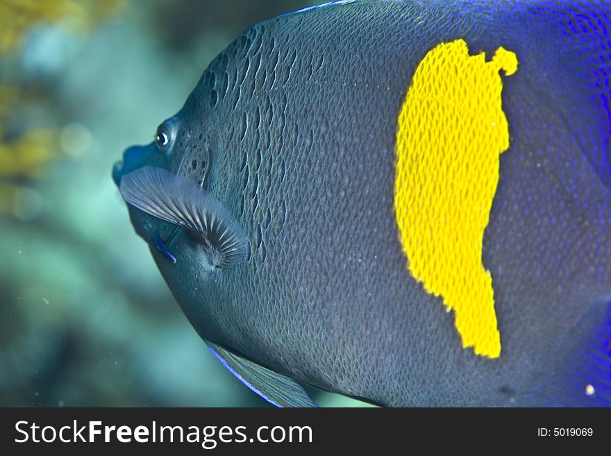 Red sea angelfish (Pomacanthus maculosus)