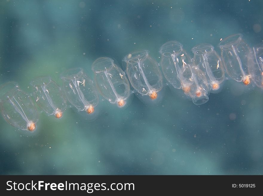 Salps (salpidae) taken in Middle Garden.