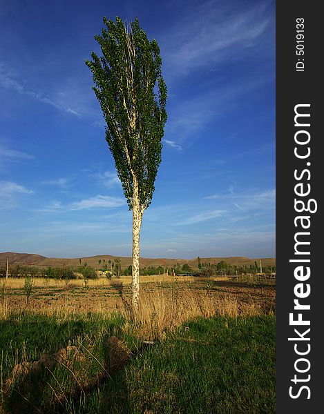 I got this from a small garden, near Marand. It's a poplar of Iranian style. The sky is so blue and the tree erectes into the sky.