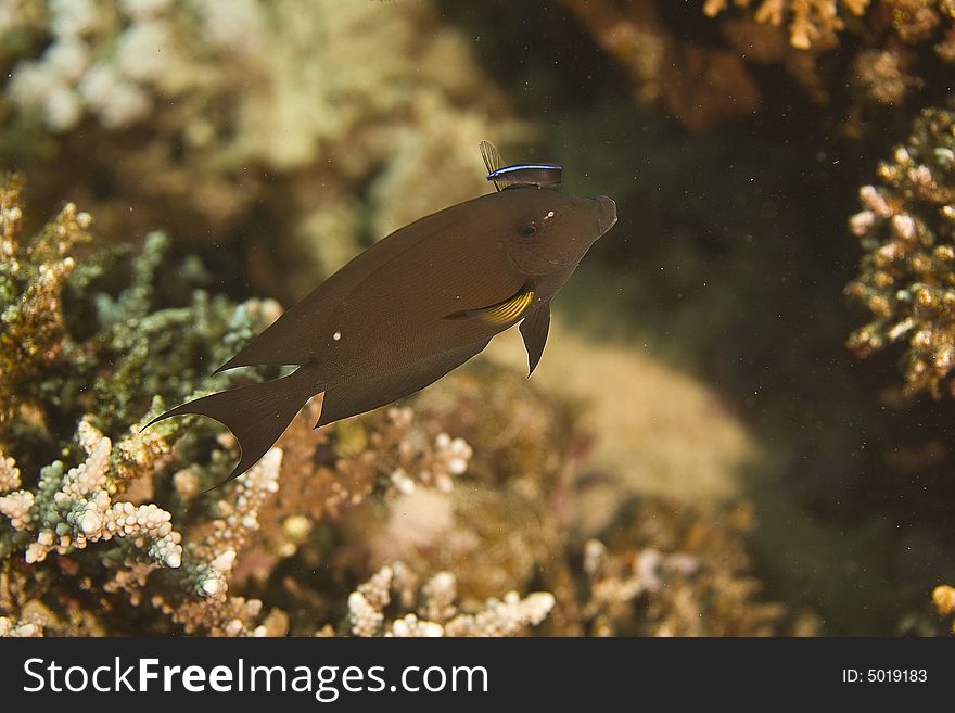 Lined Bristlethooth (ctenochaetus Striatus)