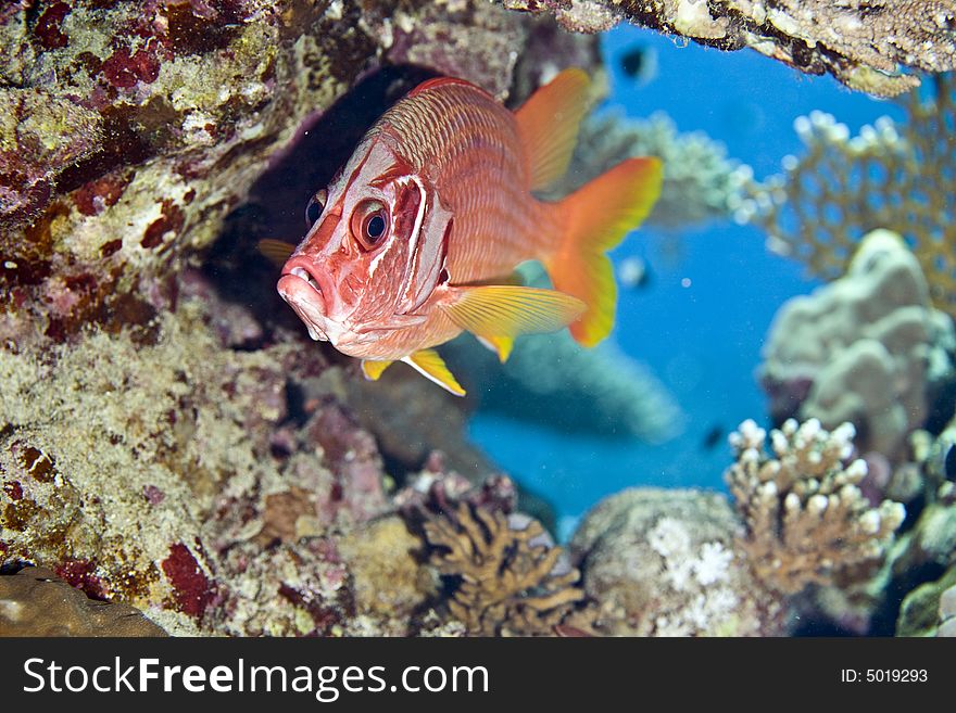 Longjawed squirrelfish (sargocentron spiniferum) taken in Middle Garden.