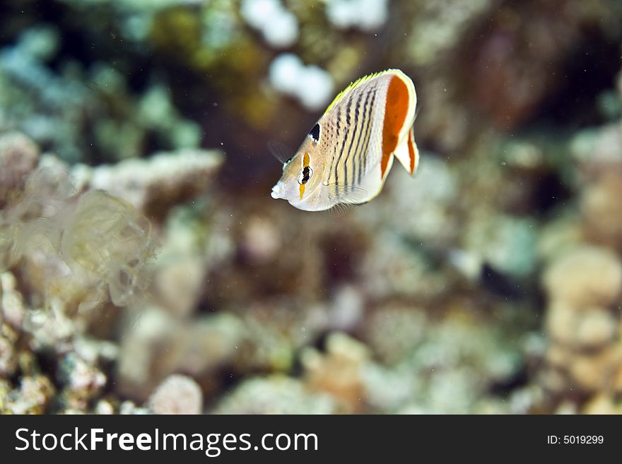 Crown Butterflyfish (chaetodon Paucifasciatus)