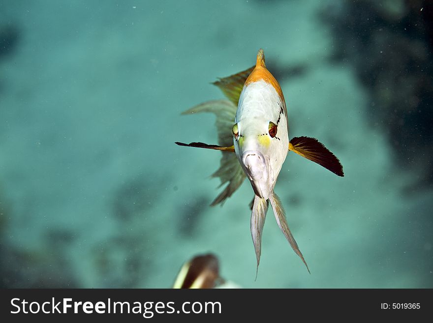 Slingjaw wrasse (epibulus insidiator)