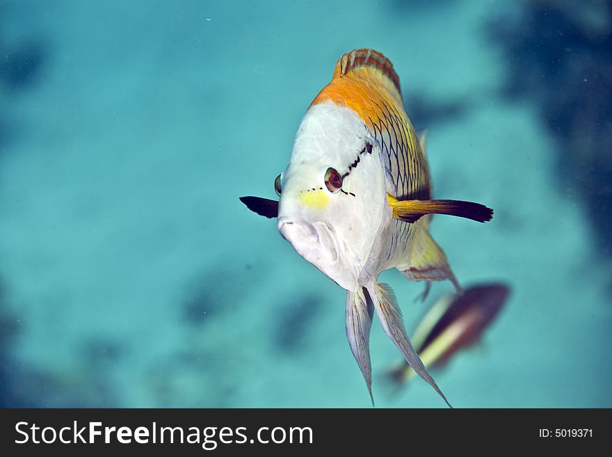 Slingjaw wrasse (epibulus insidiator)